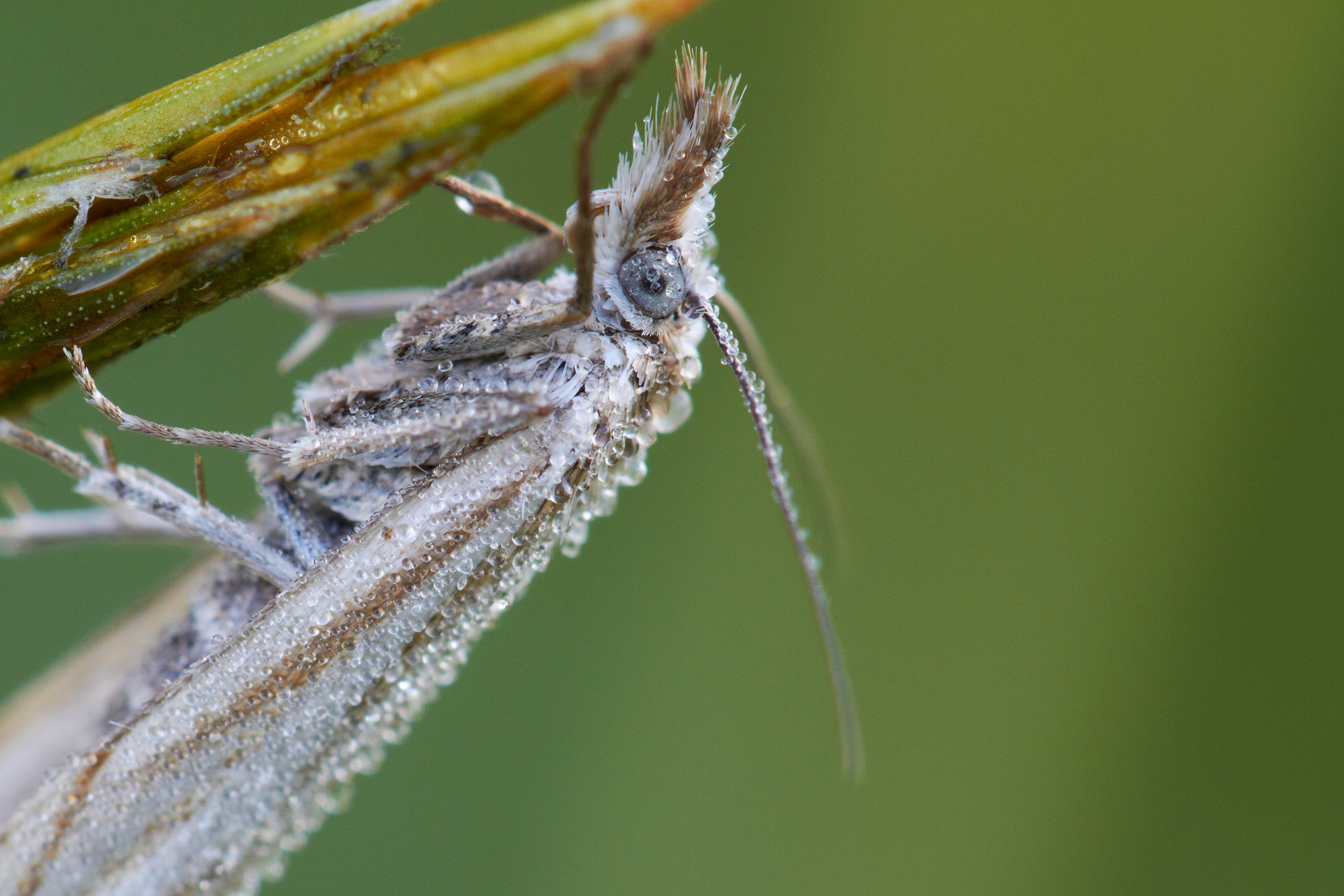 Rispengraszünsler   Chrysoteuchia culmella   017